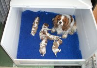 Snowsilk Whelping Box