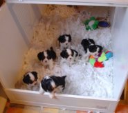 Snowsilk Whelping Box
